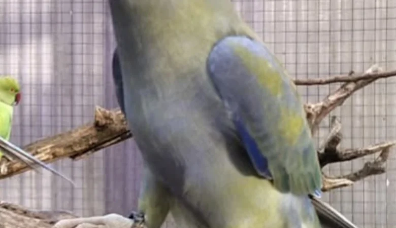 Parakeets for sale in Virginia