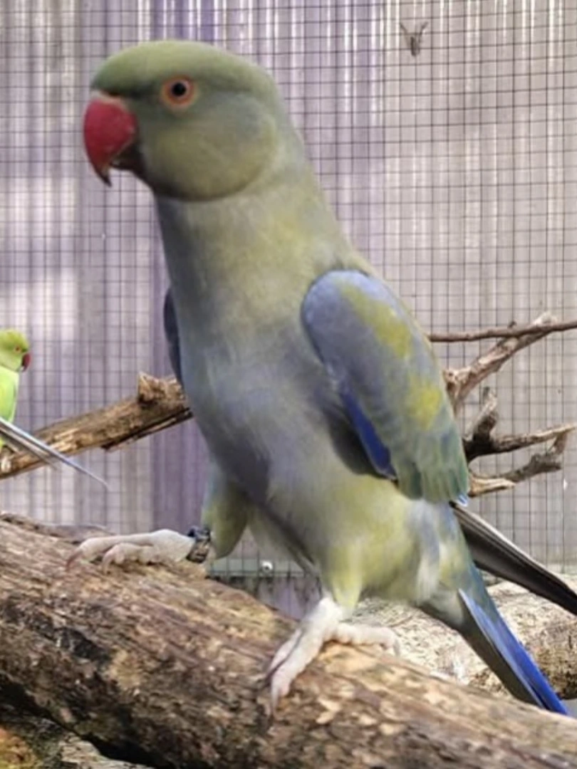 Parakeet breeders in Alabama