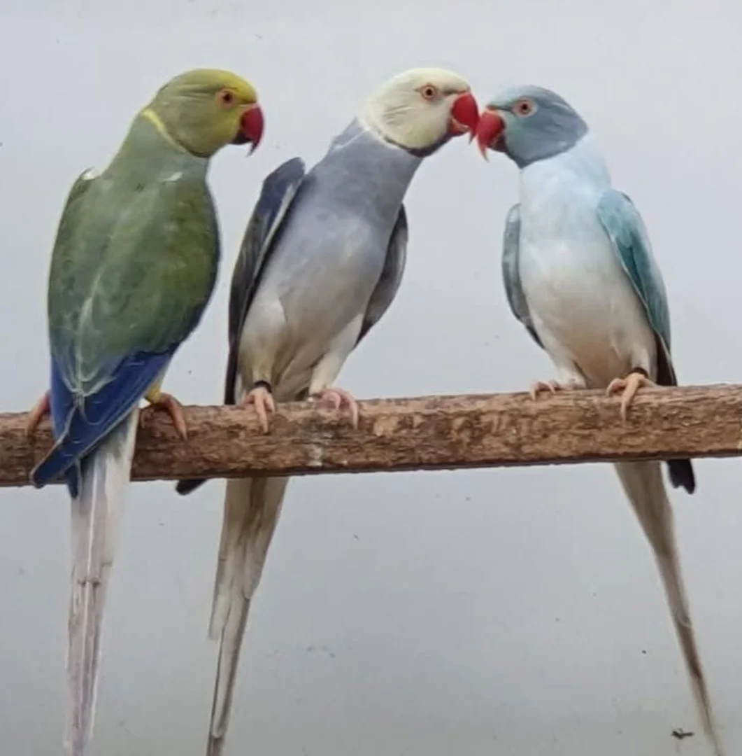 Parakeet breeders in Alaska
