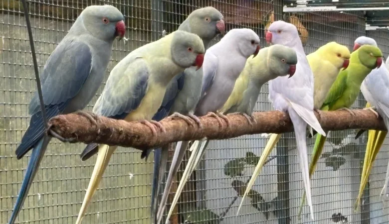 Parakeet breeders in Arizona