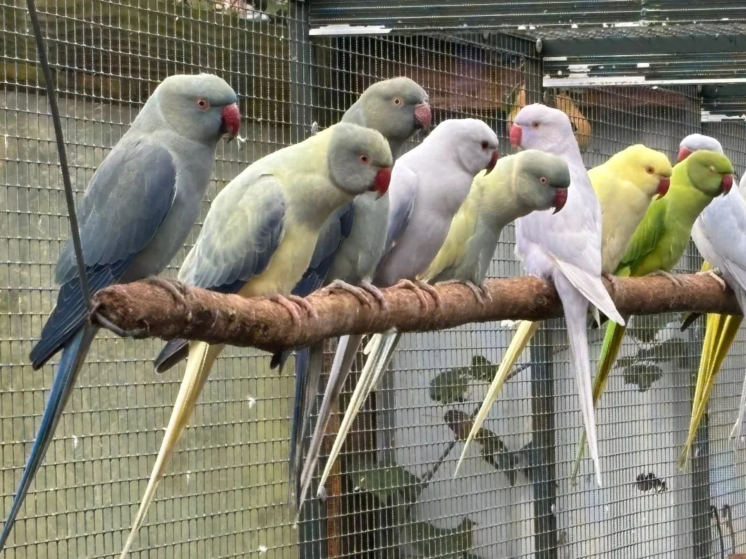 Can parakeets be left alone during the day