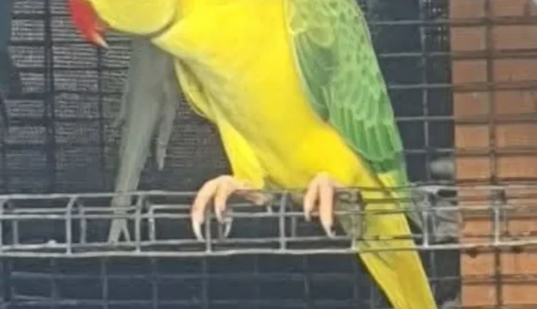 Parakeet breeders in Arkansas