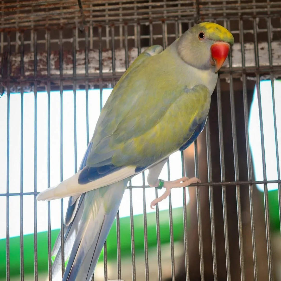 Parakeet breeders in California