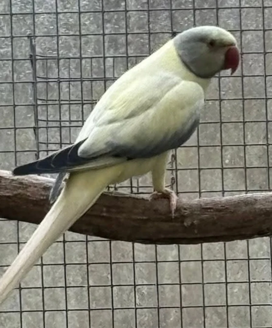 How long do parakeets live as pets