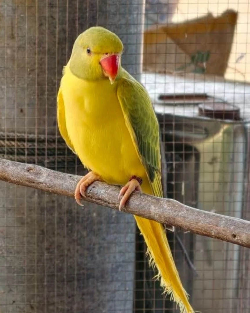Parakeets for sale in Australia