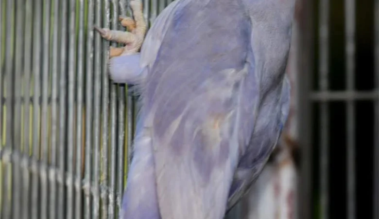 Parakeets for sale in New Zealand