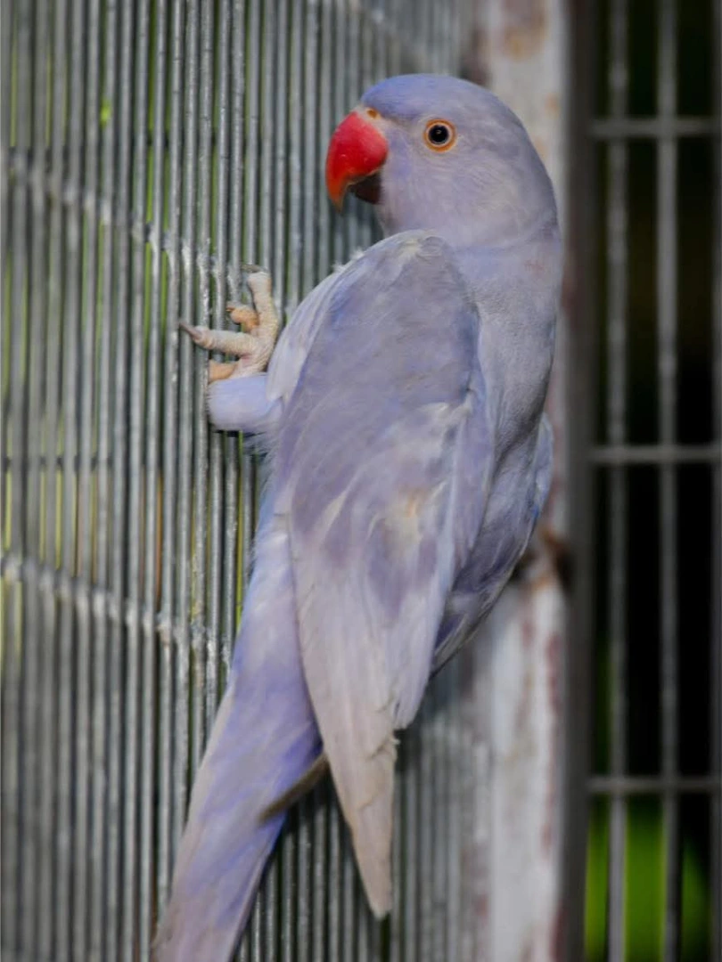 What should I look for when buying a parakeet