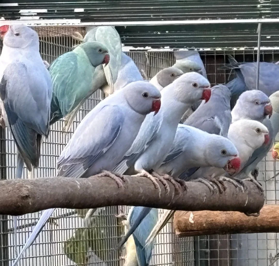 Do parakeets require a lot of attention