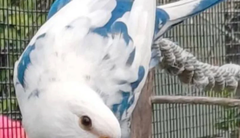 Parakeets for sale in Puerto Rico