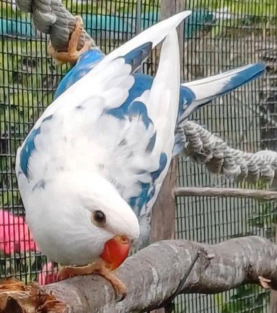 How much space does a parakeets need