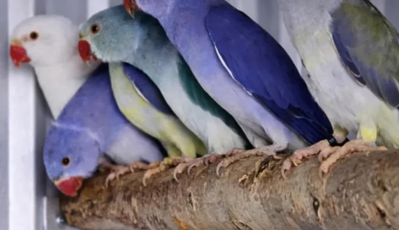 How noisy are parakeets compared to other parrots