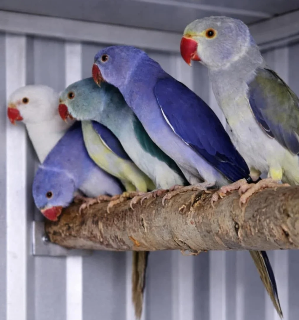 How noisy are parakeets compared to other parrots