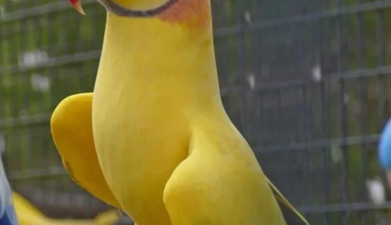 Parakeet birds in Puerto Rico