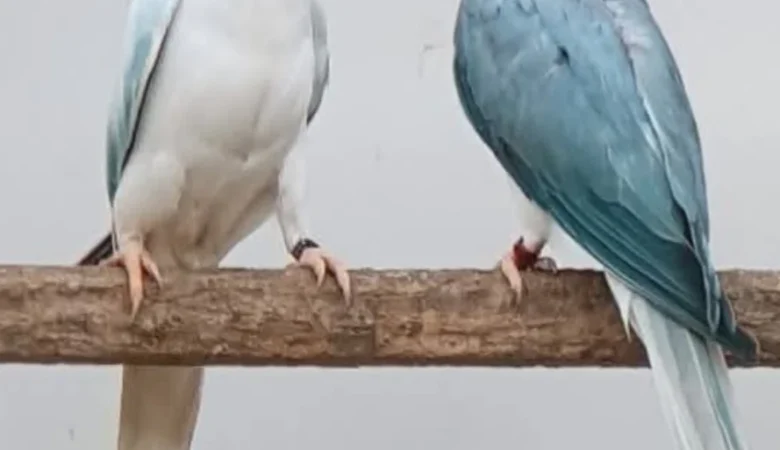 Parakeet birds for sale in Delaware