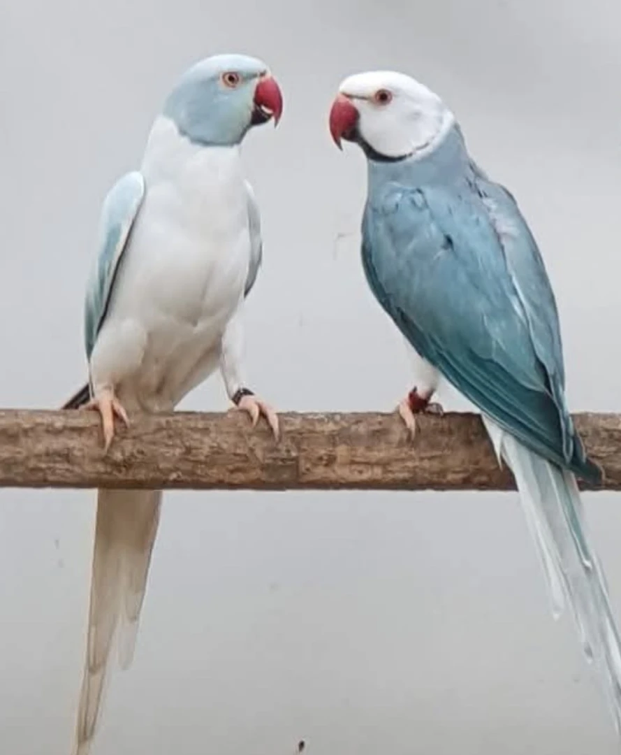 Parakeet birds for sale in Nevada