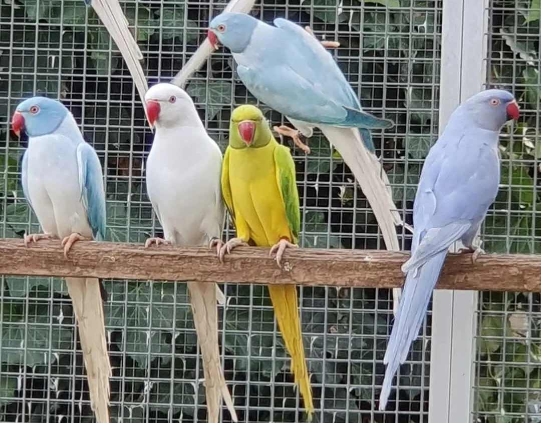 Parakeet birds for sale in Nebraska
