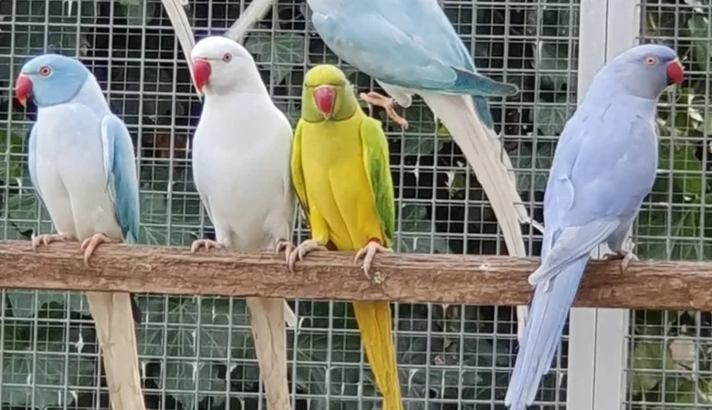 Parakeets for sale in Delaware