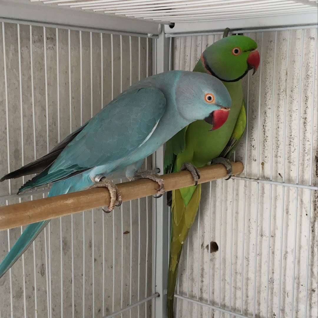 Parakeet birds for sale in Alabama