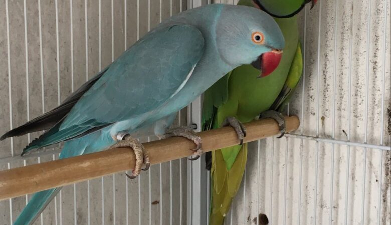 Parakeets for sale in Alaska