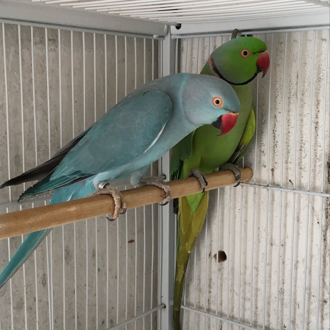 Parakeets for sale in Alaska