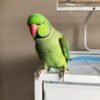 ringneck parakeet for sale
