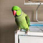 ringneck parakeet for sale