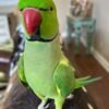 ringneck parakeet for sale