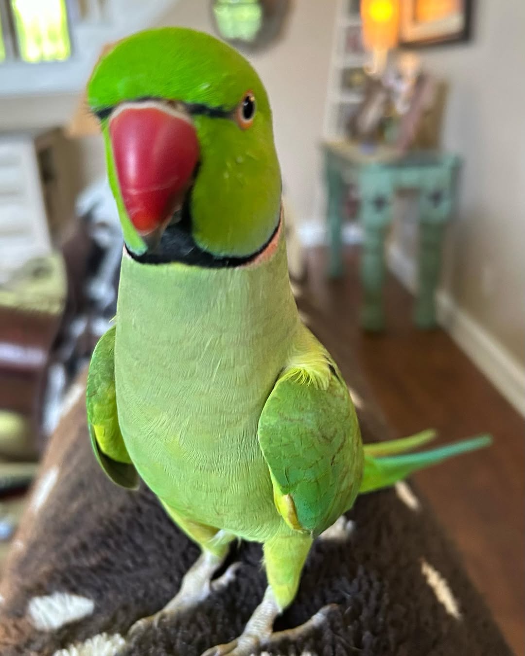 ringneck parakeet for sale