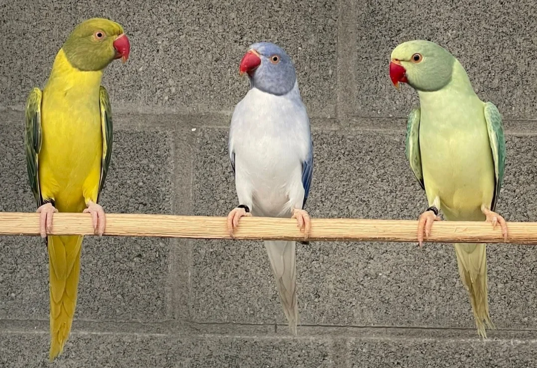 Parakeets for sale in Arizona
