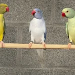 What is the number one sign of a high-quality partner among all Parakeet breeders in Virginia?
