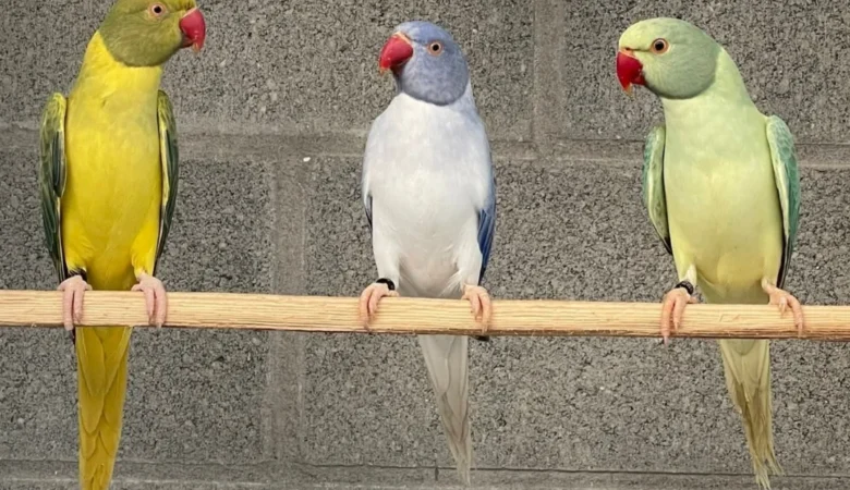 Parakeets for sale in Maryland