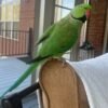 ringneck parakeet for sale