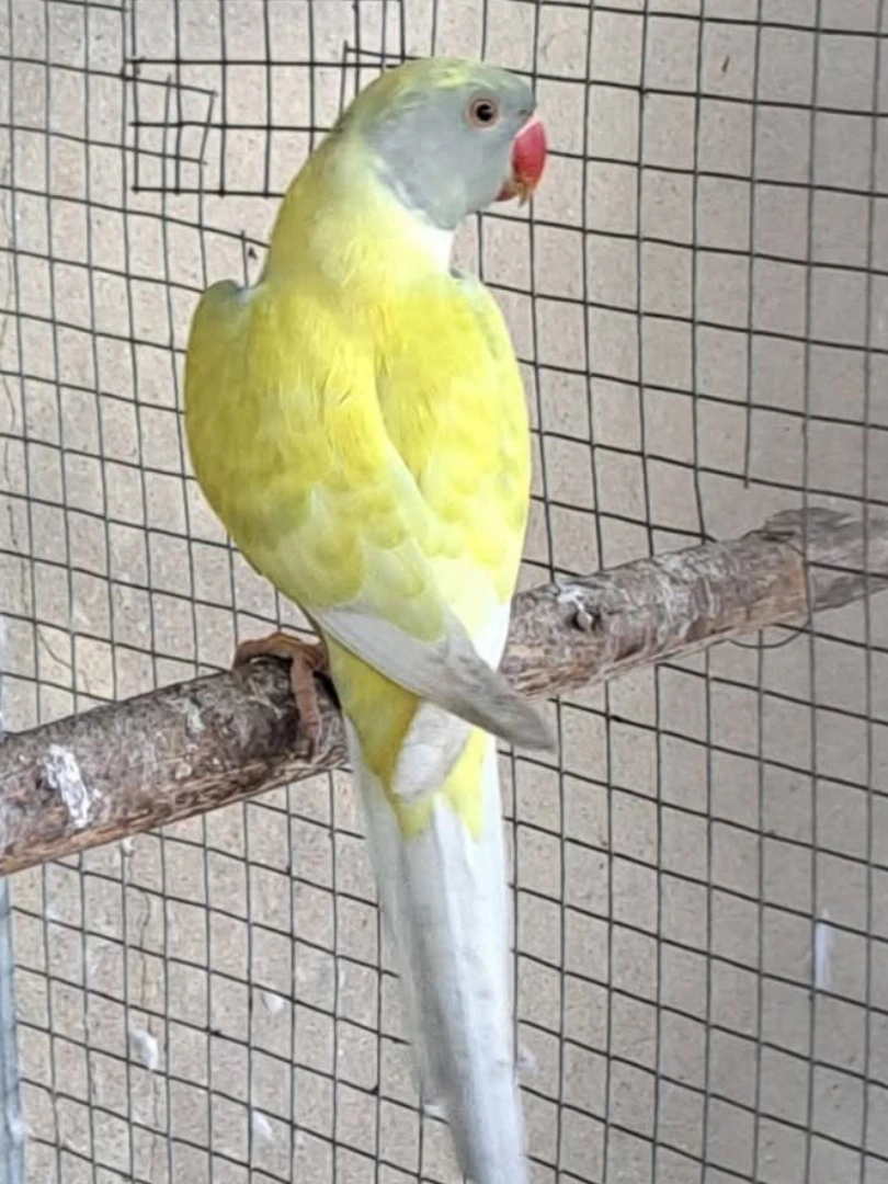 Parakeet birds for sale in Arizona
