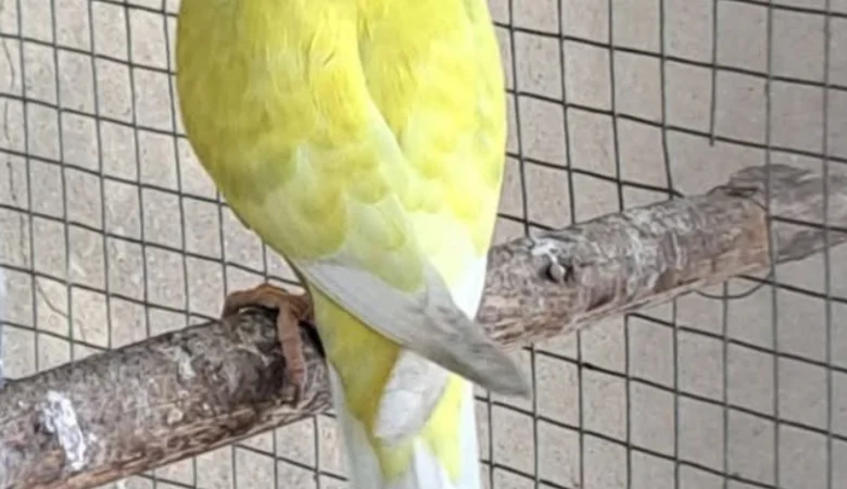 Parakeets for sale in Maine