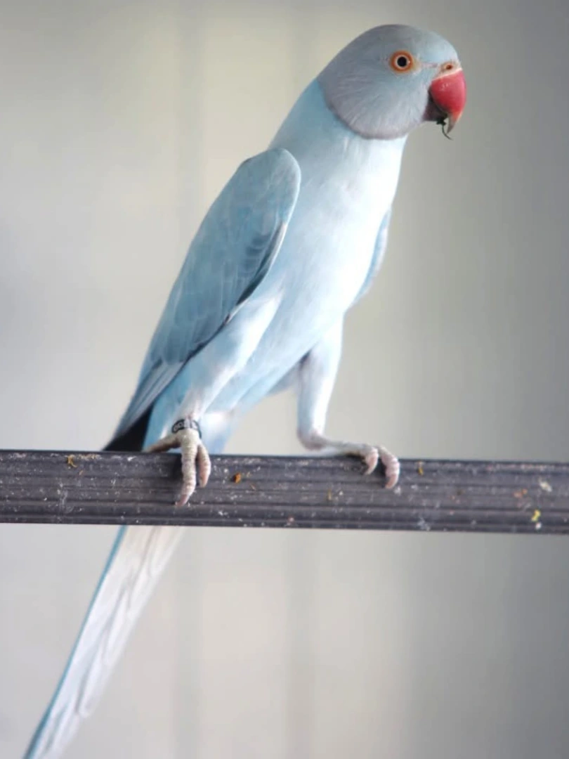 Parakeets for sale in California