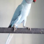 What is the most important trait to look for when vetting various Parakeet breeders in Washington?