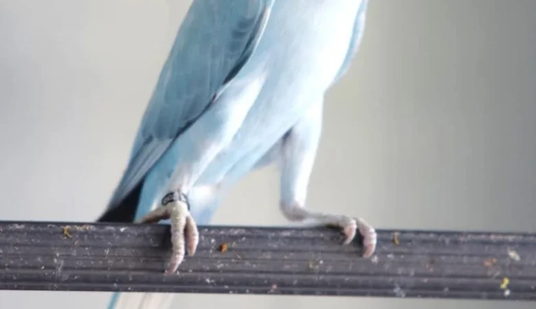 Parakeets for sale in Louisiana
