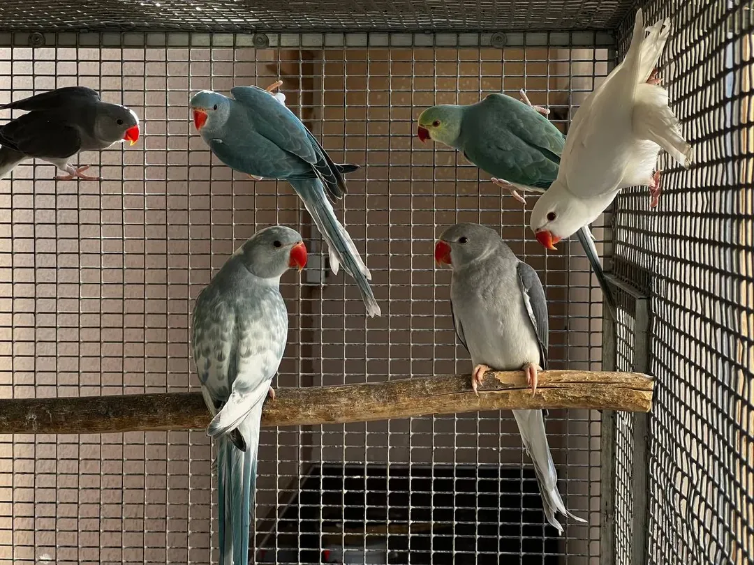 Parakeets for sale in Colorado