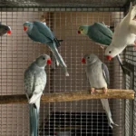 What is the single most important indicator of quality when evaluating Parakeet breeders in West Virginia?
