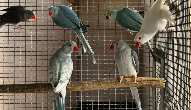 Parakeets for sale in Kentucky