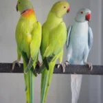 What should I look for when choosing among various parakeet breeders in Ireland?