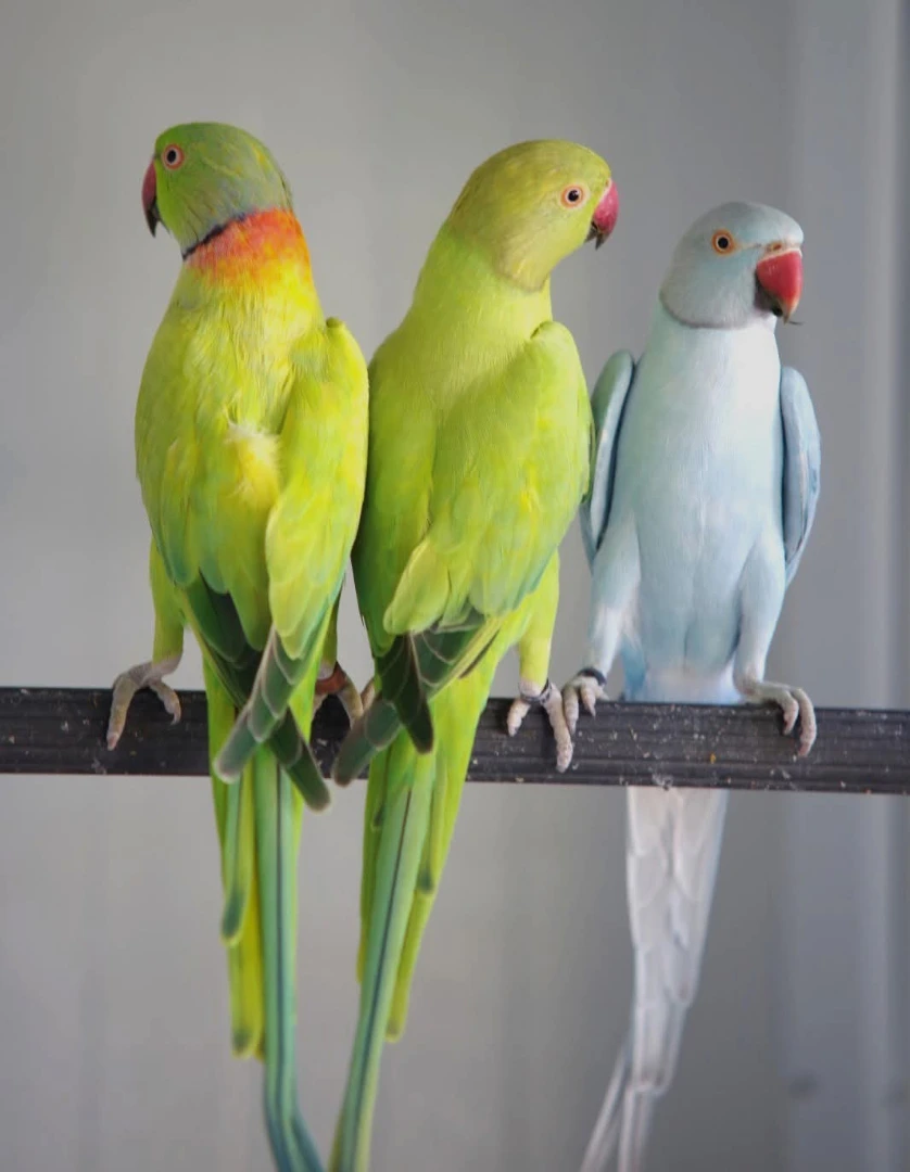 Parakeet birds for sale in Colorado