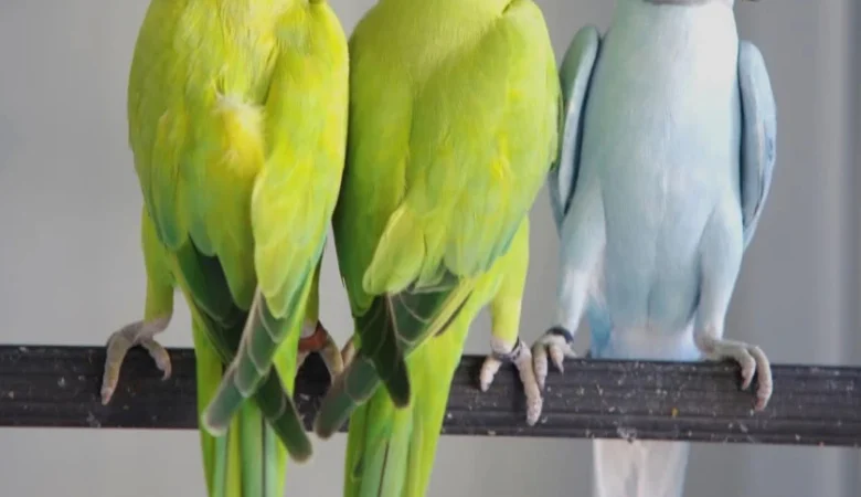 Parakeets for sale in Hawaii