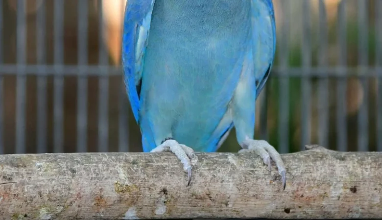 Parakeets for sale in Idaho