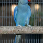 What are the most important questions to ask parakeet breeders in United Kingdom before buying a bird?