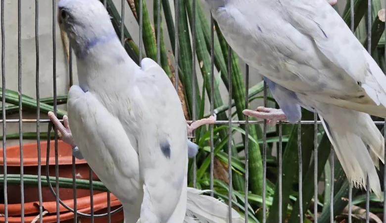 Parakeets for sale in Illinois