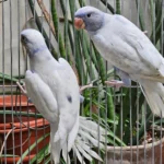 What is the most critical question I should ask when speaking with various Parakeet breeders in Wisconsin?