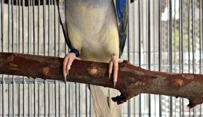 Parakeets for sale in Indiana