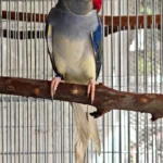 What is the number one thing I should verify before committing to any of the Parakeet breeders in Wyoming?