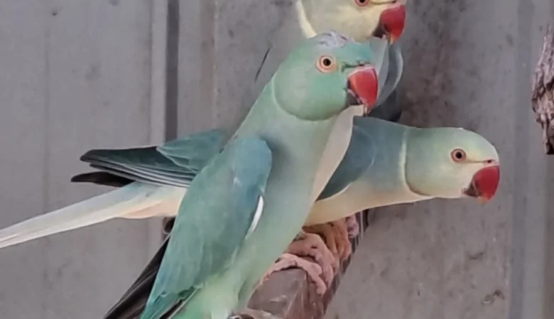 Parakeets for sale in Iowa